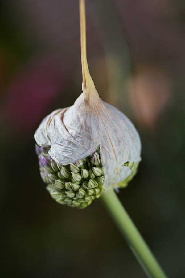 Garlic Bud With Cap by Joy Watson
